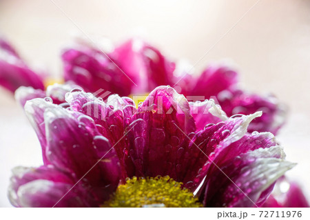Wet chrysanthemum macro photo 72711976
