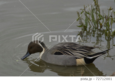 Male Northern Pintail (Anas acuta) 72712001