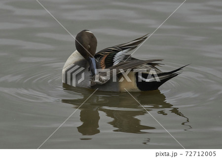 Male Northern Pintail (Anas acuta) 72712005