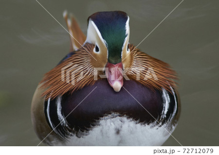 Male Mandarin Duck (Aix galericulata) 72712079
