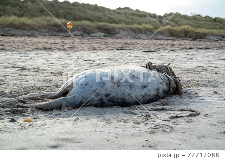 Dead seal carcass washed up at Narin Beach in Portnoo - County Donegal, Ireland Dead seal carcass washed up at Narin Beach in Portnoo - County Donegal, Ireland 72712088
