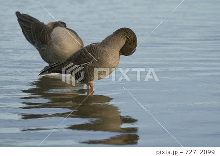 Greylag Goose (Anser anser) Greylag Goose (Anser anser) 72712099