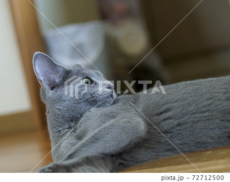 床に寝そべるロシアンブルーの子猫01 床に寝そべるロシアンブルーの子猫01 72712500