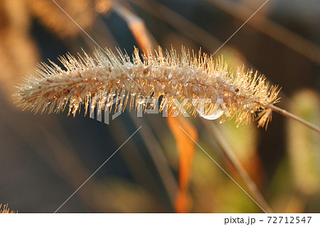 すすき 薄 すすきの 72712547