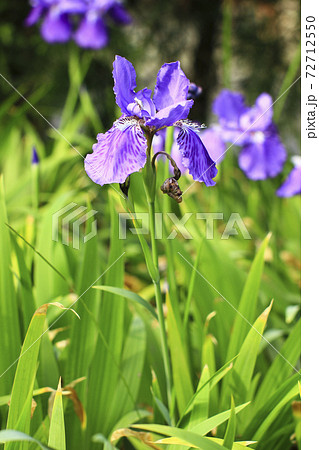 アイリス あやめ アヤメ 72712550