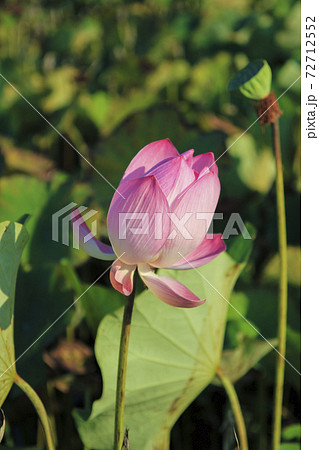 花 フラワー お花 72712552