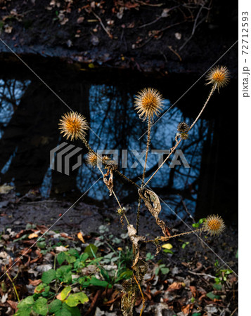 A dry, yellow thistle with blue reflecting water in the background. Photo from Lomma Beach, Scania, Sweden 72712593