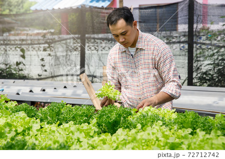 Farmer harvest organic hydroponic green oak lettuce in plant nursery farm. 72712742