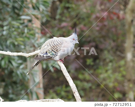 オーストラリアの鳥達 レンジャクバト オーストラリアの鳥達 レンジャクバト 72712951