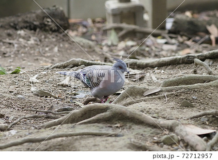 オーストラリアの鳥達 レンジャクバト オーストラリアの鳥達 レンジャクバト 72712957
