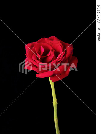 Single American Beauty Rose on Black Single American Beauty Rose on Black 72713114