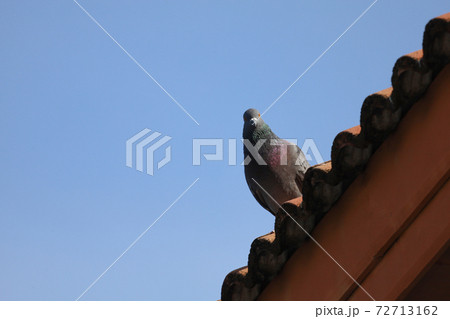 The city Pigeon bird on orange roof house The city Pigeon bird on orange roof house 72713162