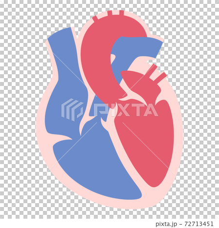 心臓のイラスト 断面のイラスト素材