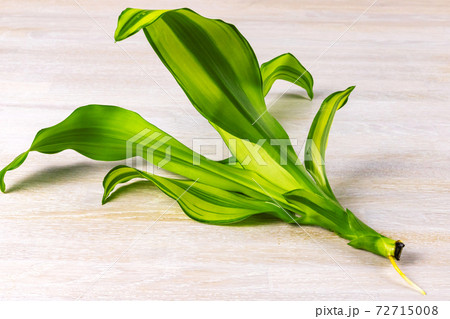 Green branch leaves Dracaena fragrans home plant on a white wooden background with root Green branch leaves Dracaena fragrans home plant on a white wooden background with root 72715008