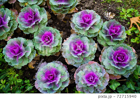 Decorative cabbage, an unusual solution for flowerbeds.Original landscape design Decorative cabbage, an unusual solution for flowerbeds.Original landscape design 72715940