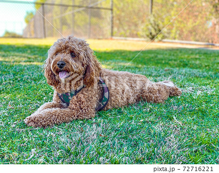 Cavapoo dog in the park 72716221
