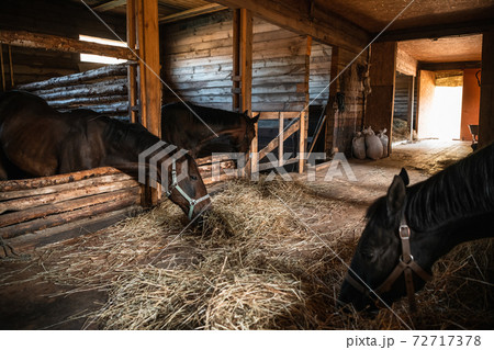 Morning at the ranch, waking up horses eat hay in front of a difficult day Morning at the ranch, waking up horses eat hay in front of a difficult day 72717378