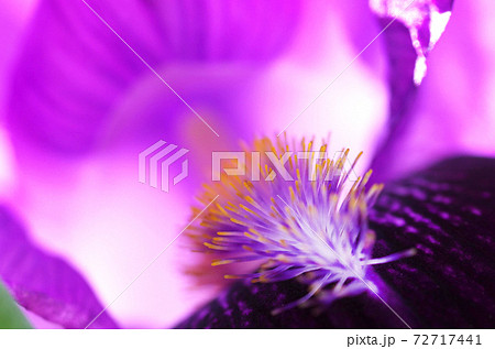 Iris flower natural background. Detail of an iris bud closeup . Beautiful violet flower. Natural 72717441