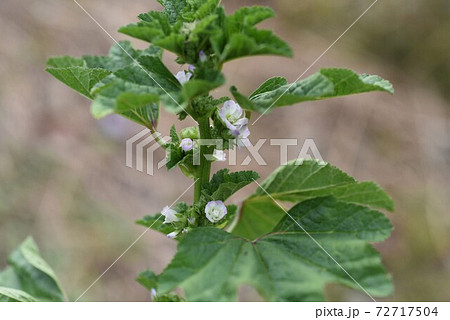ウサギアオイ（兎葵）の花 72717504