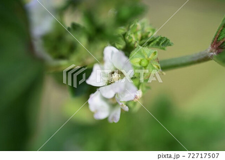 ウサギアオイ 兎葵 の花の写真素材