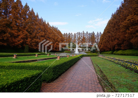 12月　相模原70メタセコイヤ並木の紅葉･神奈川県立相模原公園 72717517
