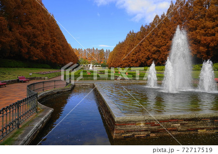 12月 相模原68メタセコイヤ並木の紅葉・神奈川県立相模原公園 12月 相模原68メタセコイヤ並木の紅葉・神奈川県立相模原公園 72717519