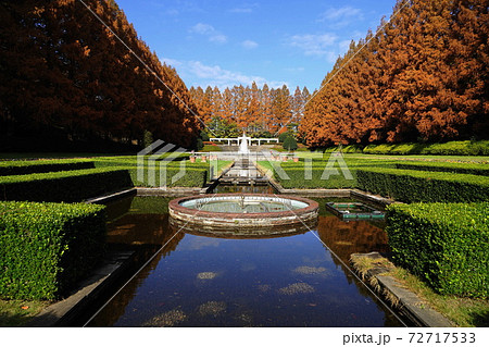 12月 相模原54メタセコイヤ並木の紅葉・神奈川県立相模原公園 12月 相模原54メタセコイヤ並木の紅葉・神奈川県立相模原公園 72717533