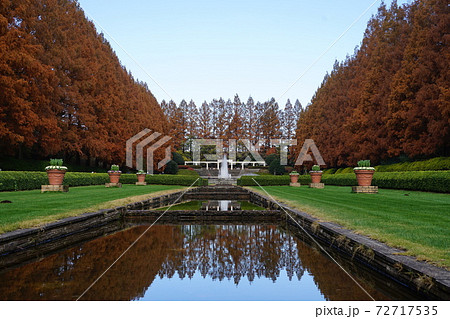 12月 相模原52メタセコイヤ並木の紅葉・神奈川県立相模原公園 12月 相模原52メタセコイヤ並木の紅葉・神奈川県立相模原公園 72717535