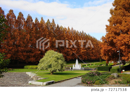 12月　相模原49メタセコイヤ並木の紅葉･神奈川県立相模原公園 72717538