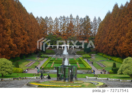 12月 相模原46メタセコイヤ並木の紅葉・神奈川県立相模原公園 12月 相模原46メタセコイヤ並木の紅葉・神奈川県立相模原公園 72717541