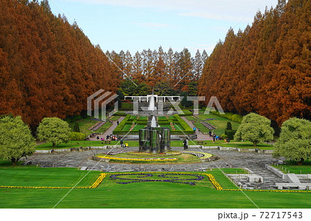 12月 相模原44メタセコイヤ並木の紅葉・神奈川県立相模原公園 12月 相模原44メタセコイヤ並木の紅葉・神奈川県立相模原公園 72717543