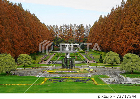 12月 相模原43メタセコイヤ並木の紅葉・神奈川県立相模原公園 12月 相模原43メタセコイヤ並木の紅葉・神奈川県立相模原公園 72717544