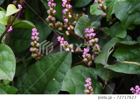 健康野菜 ツルムラサキの花の写真素材