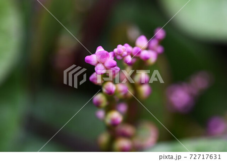 健康野菜 ツルムラサキの花の写真素材