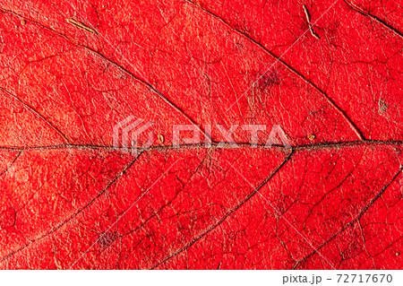 Bright red maple leave close-up. red leaf veined macro shot. background for design. Bright red maple leave close-up. red leaf veined macro shot. background for design. 72717670