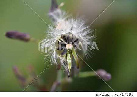 アキノノゲシの綿毛とタネの写真素材