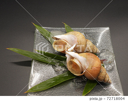 白バイ貝 1 白バイ貝 1 72718004