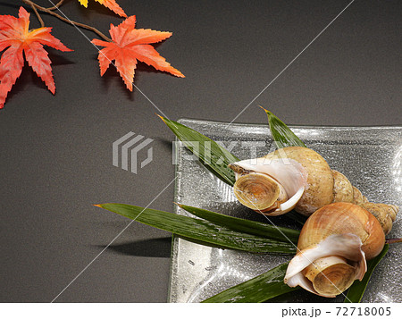 白バイ貝 2 白バイ貝 2 72718005