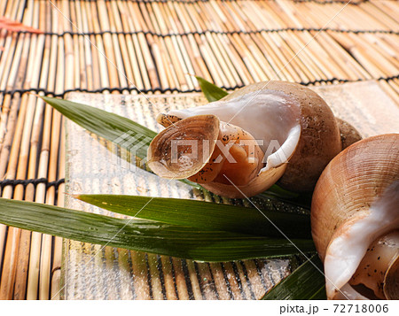 白バイ貝 3 72718006