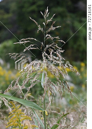 ヨシ（アシ・葦） 72718161