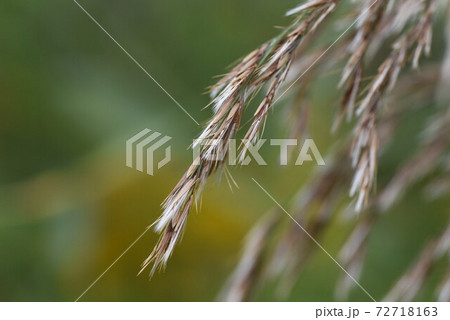 ヨシ（アシ・葦） 72718163