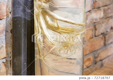 Ginseng root as part of home decor 72718707