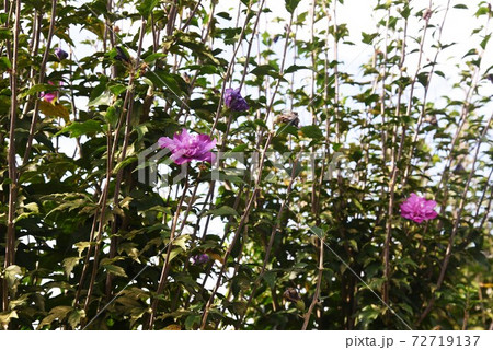 シュウメイギク（秋明菊） 72719137