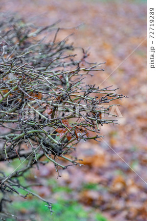 Fragile dry bush in a winter park Fragile dry bush in a winter park 72719289