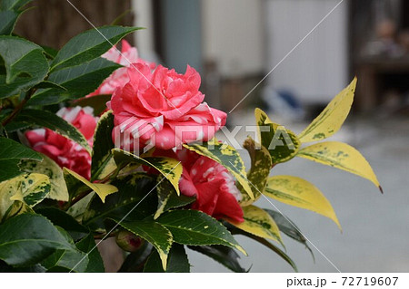 ツバキの花・ダイカグラ(太神楽) ツバキの花・ダイカグラ(太神楽) 72719607