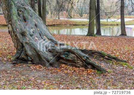 Tree root and dry fallen leaves Tree root and dry fallen leaves 72719736