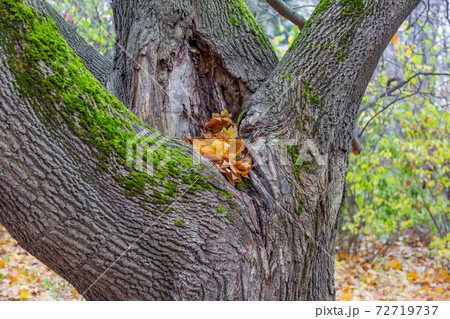Tree root and dry fallen leaves Tree root and dry fallen leaves 72719737