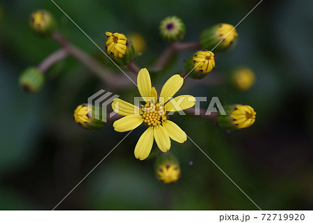 ツワブキ 石蕗 の花の写真素材