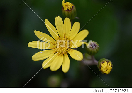 ツワブキ 石蕗 の花の写真素材