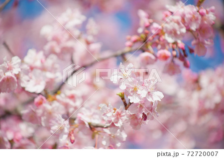 早春の河津桜	 72720007